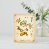 Krabbenapfel - Vintage Abbildung Postkarte (Stehend Vorderseite)