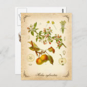 Krabbenapfel - Vintage Abbildung Postkarte (Vorne/Hinten)