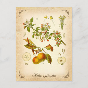 Krabbenapfel - Vintage Abbildung Postkarte