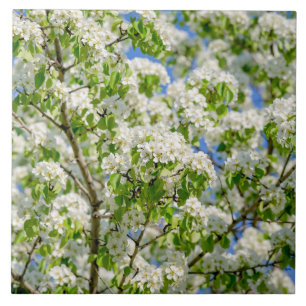 Krabbenapfelblüte Fliese