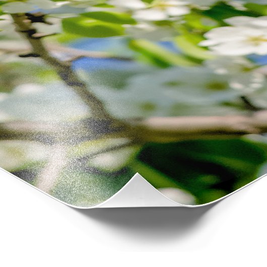 Krabbenapfelblüte Fotodruck (Ecke)