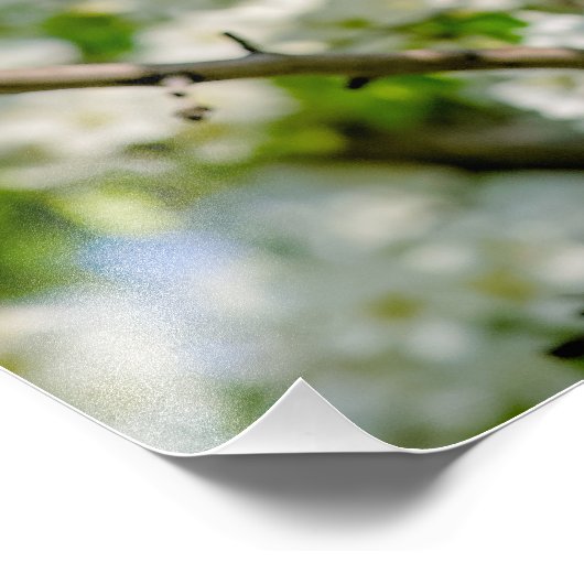 Krabbenapfelblüte Fotodruck (Ecke)