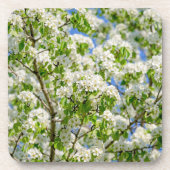 Krabbenapfelblüte Getränkeuntersetzer (Vorderseite)