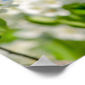 Krabbenapfelblüte Poster (Ecke)