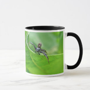 Krabbenspinne auf Seidenpflanze Koordinierende Ele Tasse
