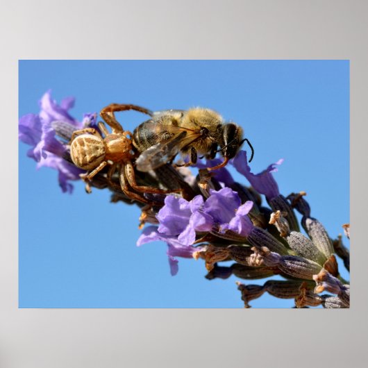 Krabbenspinne frisst Biene Poster (Vorne)
