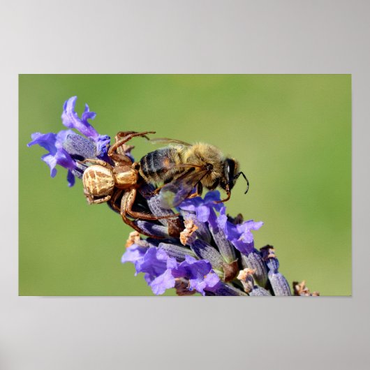 Krabbenspinne frisst Biene Poster (Vorne)