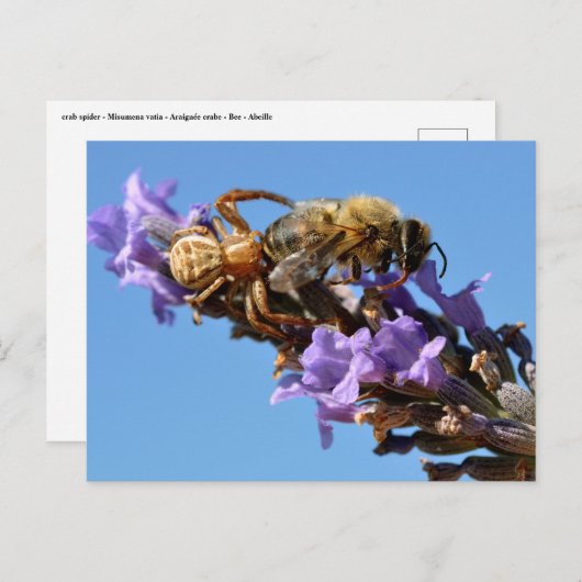 Krabbenspinne frisst Biene Postkarte (Vorne/Hinten)