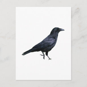 Krähe Krähe Postkarte