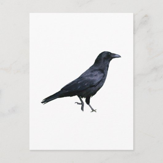 Krähe Krähe Postkarte (Vorderseite)