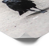 Krähe Poster (Ecke)