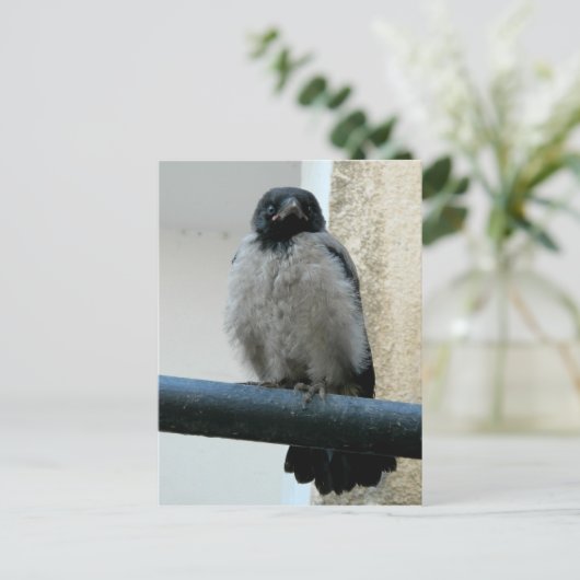 Krähe Postkarte (Stehend Vorderseite)
