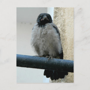Krähe Postkarte