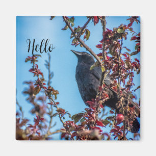 Krähe sagt Hallo Magnet