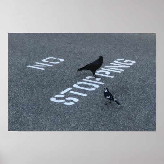 Krähe und Elster Poster (Vorne)