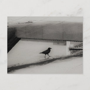 Krähe und Wasserpfütze mit Dachreflexionen 3 Postkarte