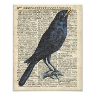 Krähe Vintage-Illustration auf alter Enzyklopädie- Fotodruck