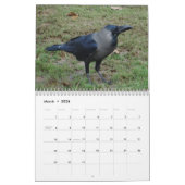 Krähen, Magpies und Ravens 2016 Kalender (Mär 2026)