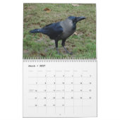 Krähen, Magpies und Ravens 2016 Kalender (Mär 2027)