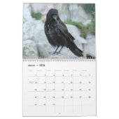 Krähen, Magpies und Ravens 2017 Kalender (Mär 2026)