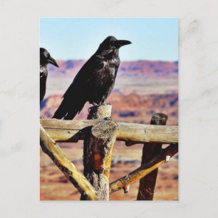 Krähen Raben Vögel Schwarz Postkarte