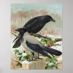 Krähen Vintage-Vogelillustration Poster