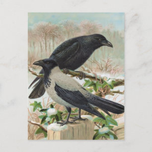 Krähen Vintage-Vogelillustration Postkarte