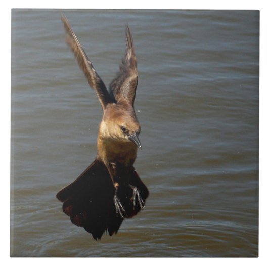 Krähenvögel Fliegen über Wasser Tile Fliese (Vorderseite)