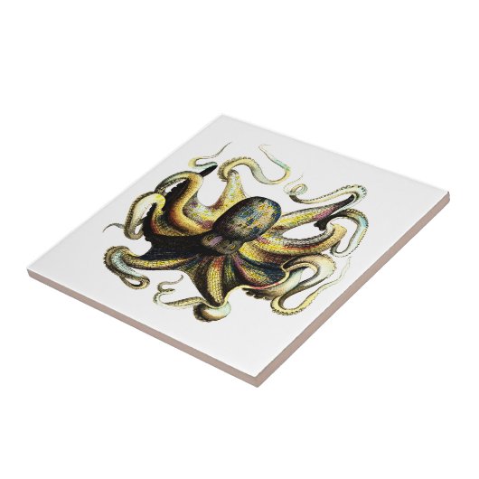 Krake Fliese (Seite)