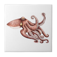 Krake - Octopus vulgaris