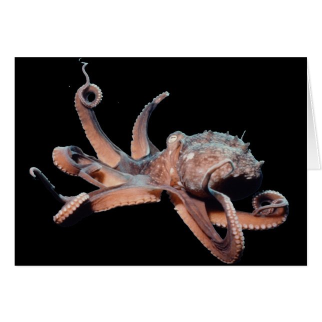 Krake-Wildes Thang (Vorderseite (Horizontal))