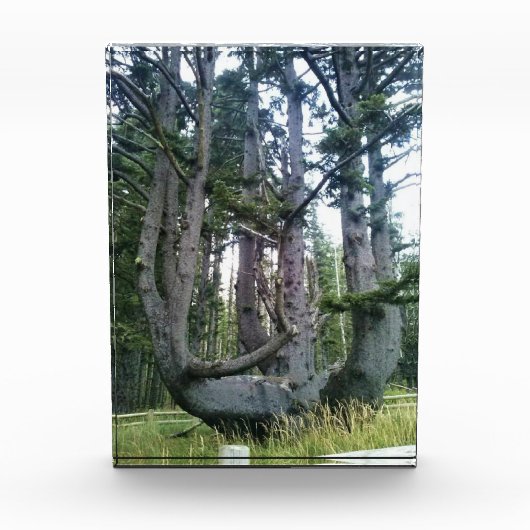 Kraken, Cape Meares, Oregon Fotoblock (Vorderseite)