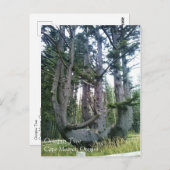 Kraken, Cape Meares, Oregon Postkarte (Vorne/Hinten)
