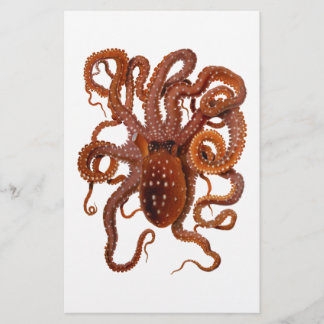 Kraken Makropus Weißer Gepunkteter Krake
