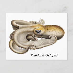 Kraken von Velodona (1898-1899) Postkarte