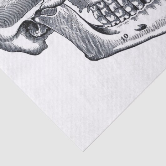 Kram-Zeitschriften-Anatomie-Element-Blatt Seidenpapier (Detail)