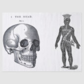 Kram-Zeitschriften-Anatomie-Element-Blatt Seidenpapier (Vorderseite)