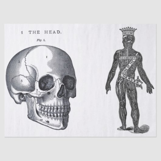 Kram-Zeitschriften-Anatomie-Element-Blatt Seidenpapier (Vorderseite)