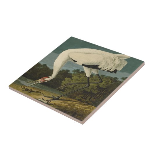Krane Audubon Vogelmalerei Fliese (Seite)