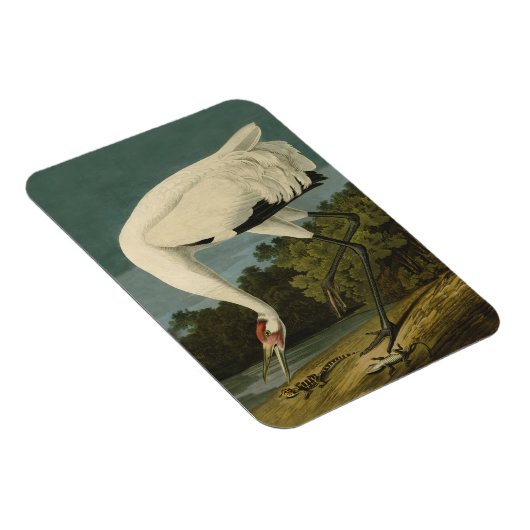 Krane Audubon Vogelmalerei Magnet (Rechte Seite)