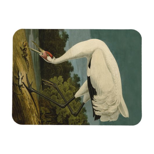 Krane Audubon Vogelmalerei Magnet (Horizontal)