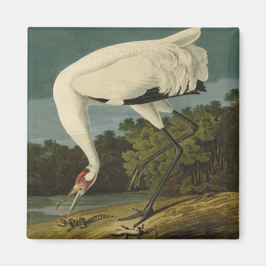 Krane Audubon Vogelmalerei Magnet (Vorne)