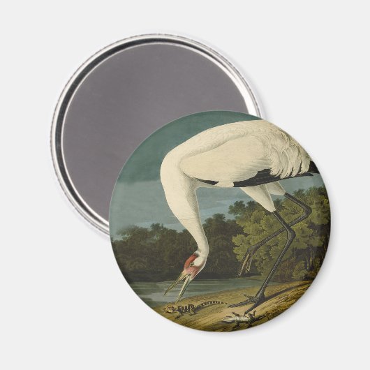 Krane Audubon Vogelmalerei Magnet (Vorderseite/Rückseite)