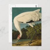 Krane Audubon Vogelmalerei Postkarte (Vorne/Hinten)