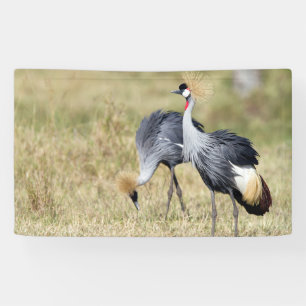 Krane bei Masai Mara Banner