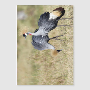 Krane bei Masai Mara Magnetkarte