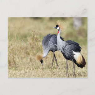 Krane bei Masai Mara Postkarte