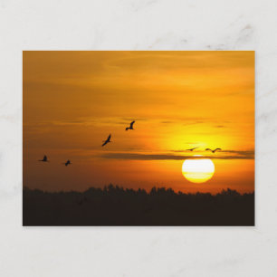 Krane bei Sonnenaufgang Postkarte