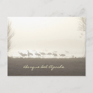 Krane im Nebel Bosque del Apache Postkarte