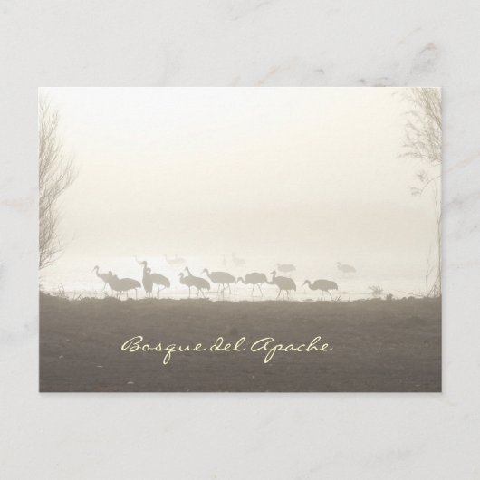 Krane im Nebel Bosque del Apache Postkarte (Vorderseite)